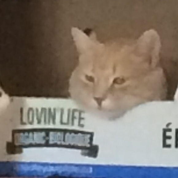 Meet your Posher, Lori - Picture 1 of 1